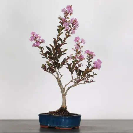 image supplémentaire - Indian lilac...