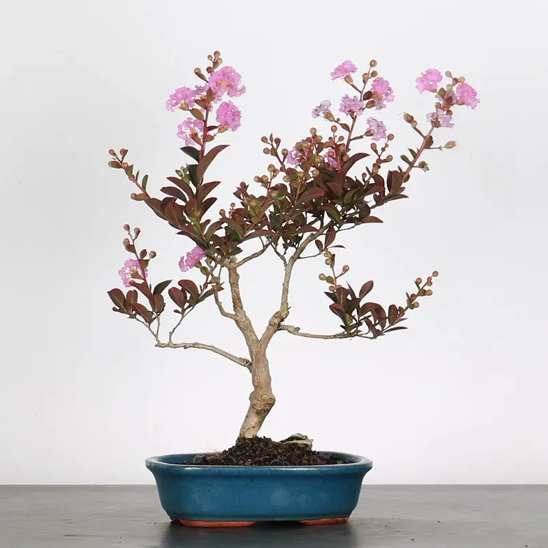 LILAS DES INDES "LAGERSTROEMIA" 1-5