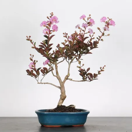 Indian lilac "LAGERSTROEMIA" 1-5