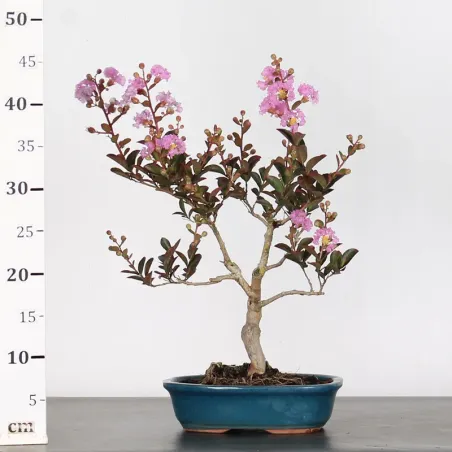 image supplémentaire - Indian lilac...