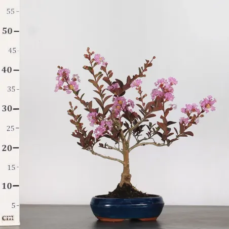 image supplémentaire - LAGERSTROEMIA 1-9