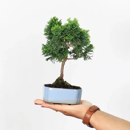 Bonsai Chamaecyparis Nana Gracilis