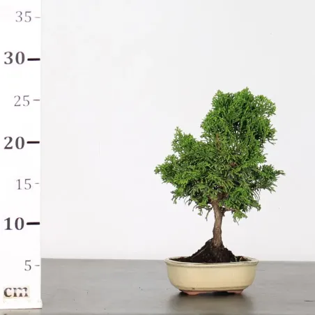 image supplémentaire - JAPANESE CYPRESS 1-7