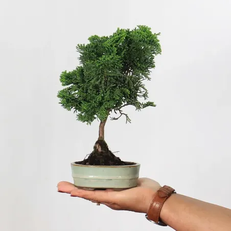 Bonsai Chamaecyparis Nana Gracilis