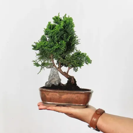 Bonsai Chamaecyparis Nana Gracilis