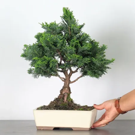 image supplémentaire - FAUX CYPRÈS DU JAPON 1-14