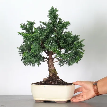 image supplémentaire - JAPANESE CYPRESS 2-6