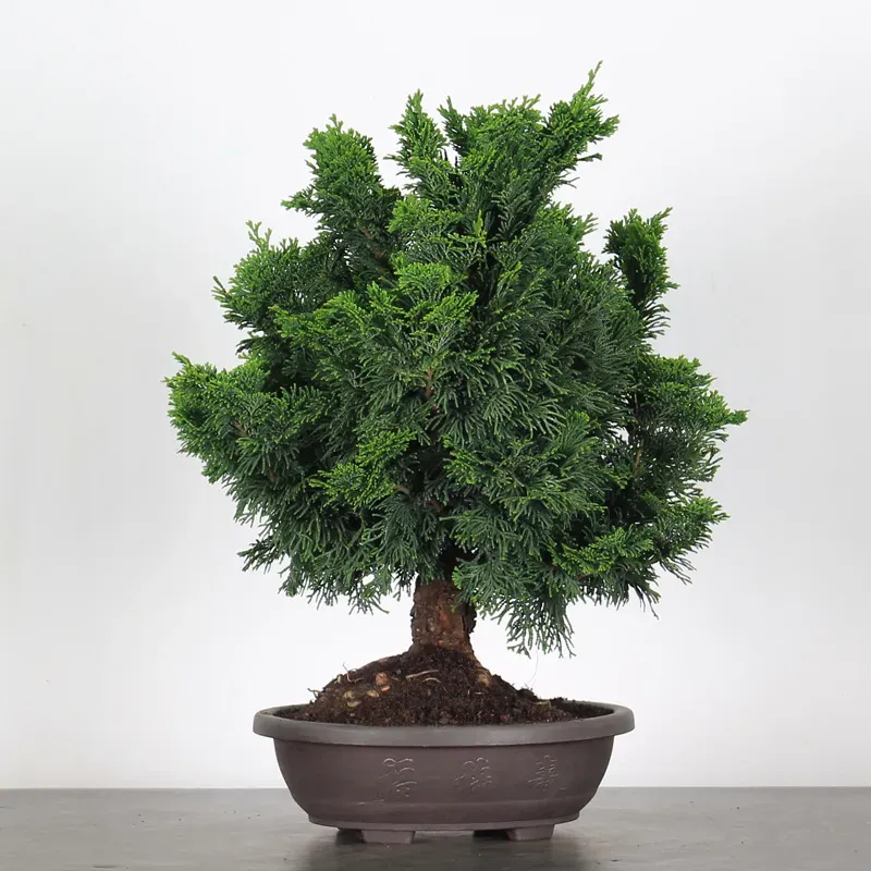 PREBONSAI FAUX CYPÈS DU JAPON 2-7