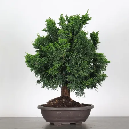 PREBONSAI FAUX CYPÈS DU JAPON 2-7