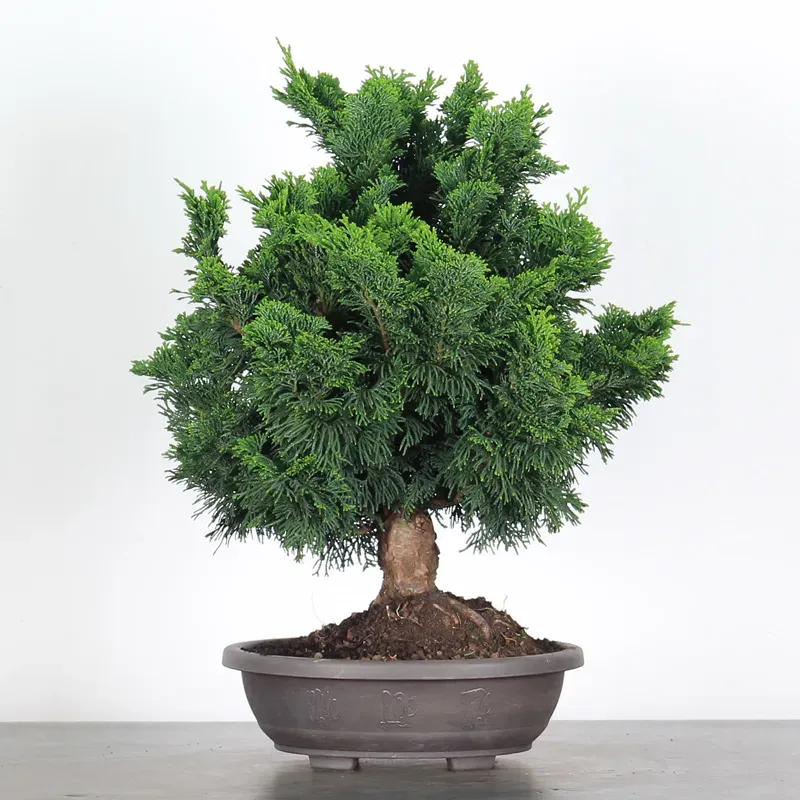 image supplémentaire - PREBONSAI FAUX CYPÈS DU...