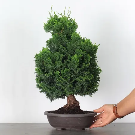 image supplémentaire - PREBONSAI FAUX CYPÈS DU...