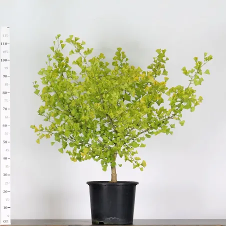 GARDEN TREE - GINKGO BILOBA 1-1
