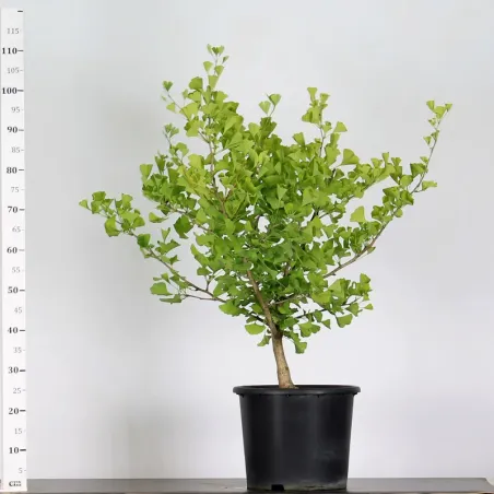 ARBRE DE JARDIN - GINKGO BILOBA "gold flame" 1-3