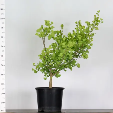 image supplémentaire - ARBRE DE JARDIN - GINKGO...