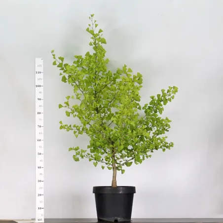 GARDEN TREE - GINKGO BILOBA 1-4