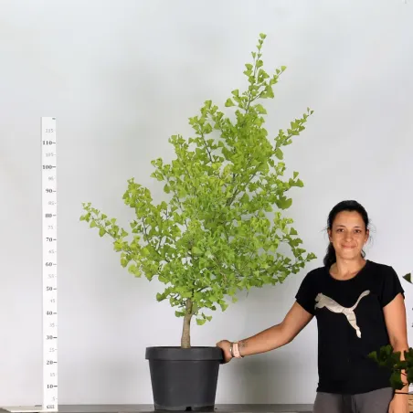 image supplémentaire - GARDEN TREE - GINKGO BILOBA...