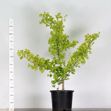 ARBRE DE JARDIN - GINKGO BILOBA "gold flame" 1-5