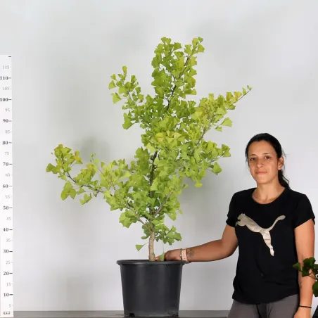 image supplémentaire - ARBRE DE JARDIN - GINKGO...