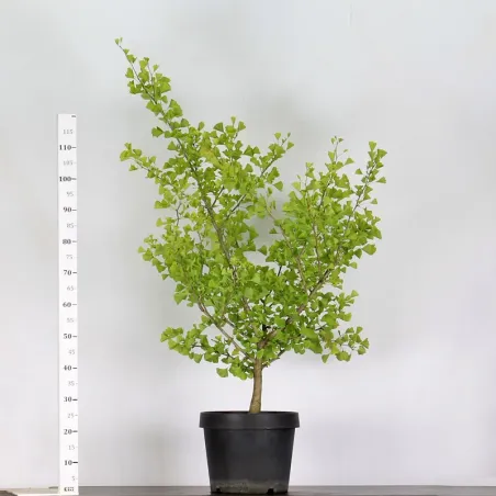 GARDEN TREE - GINKGO BILOBA 1-8
