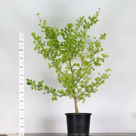 ARBRE DE JARDIN - GINKGO BILOBA "gold flame" 2-2