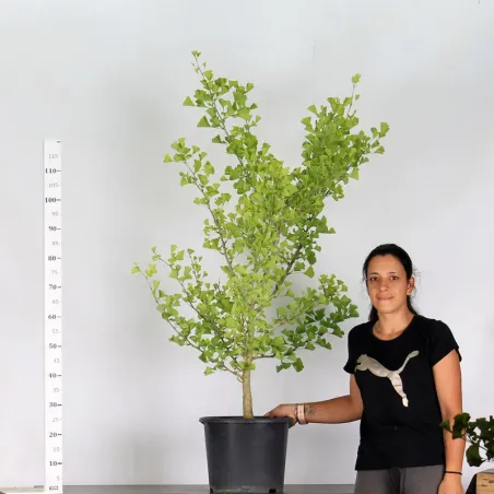 image supplémentaire - ARBRE DE JARDIN - GINKGO...