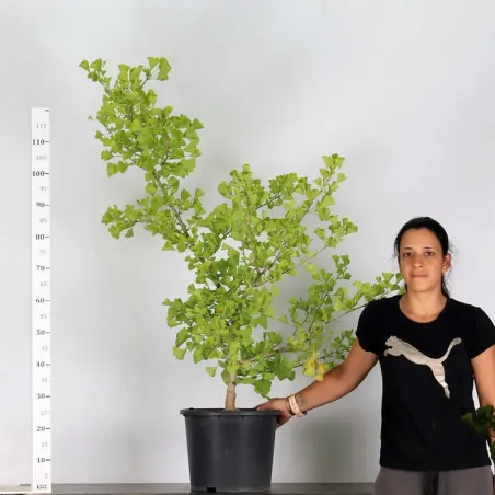 image supplémentaire - ARBRE DE JARDIN - GINKGO...