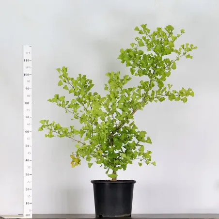 ARBRE DE JARDIN - GINKGO BILOBA "gold flame" 2-5