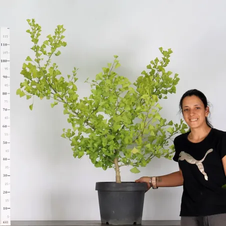 image supplémentaire - GARDEN TREE - GINKGO BILOBA...