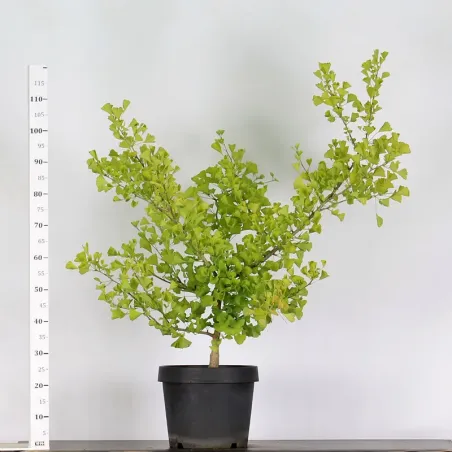 ARBRE DE JARDIN - GINKGO BILOBA "gold flame" 2-6