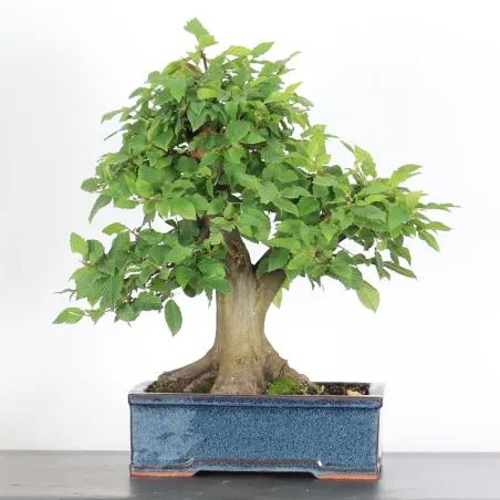 Bonsai Charmes CH-3-3