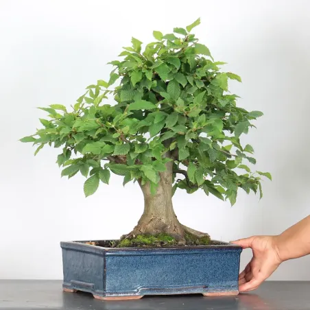 image supplémentaire - CHARME "Carpinus" 3-3