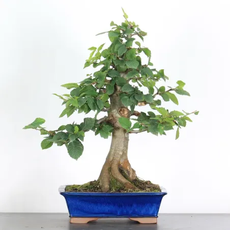 CHARME "Carpinus" 3-5