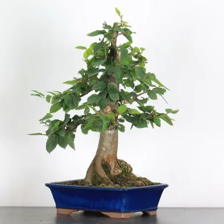 image supplémentaire - CHARME "Carpinus" 3-5