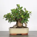 FICUS PANDA 1-1