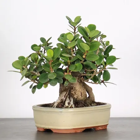 image supplémentaire - FICUS PANDA 1-1