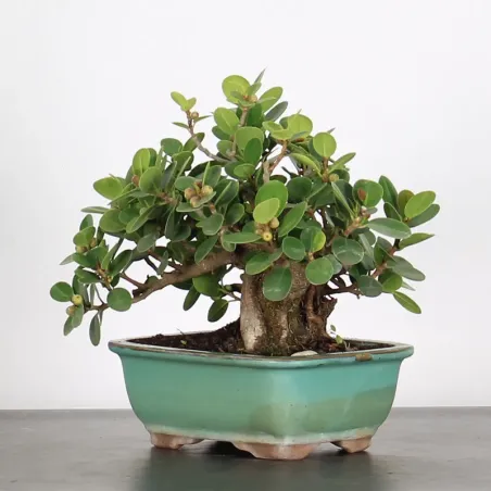 image supplémentaire - FICUS PANDA 1-2