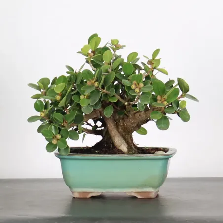 FICUS PANDA 1-2