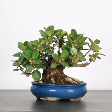 image supplémentaire - FICUS PANDA 1-3