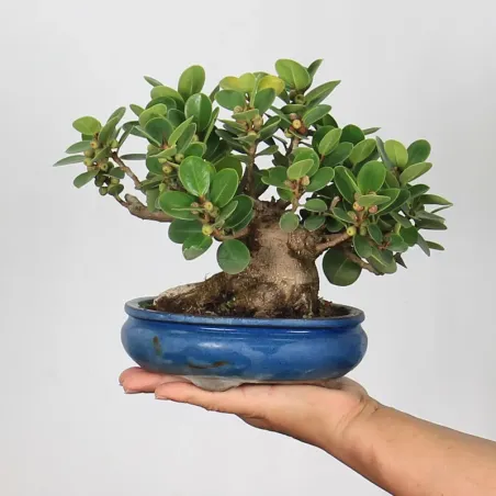 FICUS PANDA 1-3