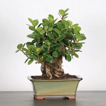 FICUS PANDA 1-4