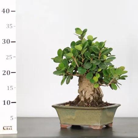 image supplémentaire - FICUS PANDA 1-4