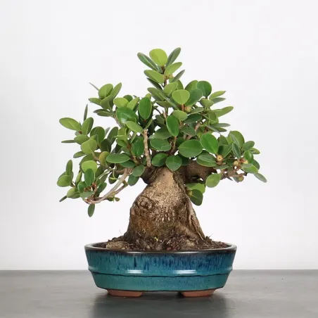 FICUS PANDA 1-5