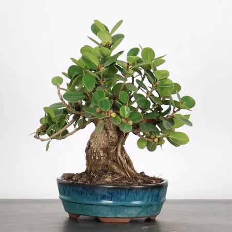 image supplémentaire - FICUS PANDA 1-5