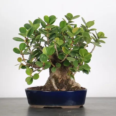 FICUS PANDA 1-6