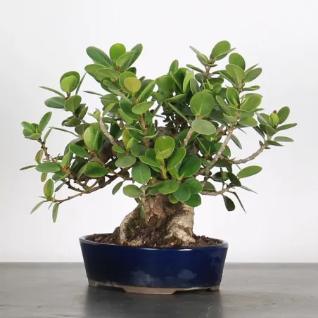 image supplémentaire - FICUS PANDA 1-6