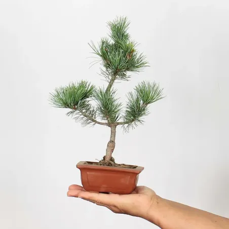 JAPANESE WHITE PINE “PENTAPHYLLA” 1-1