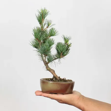 Bonsai Pine Pentaphylla PP-1-11