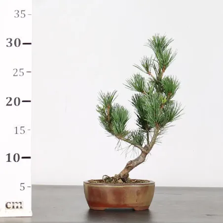 image supplémentaire - JAPANESE WHITE PINE...