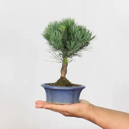 Bonsai Pine Pentaphylla PP-1-1