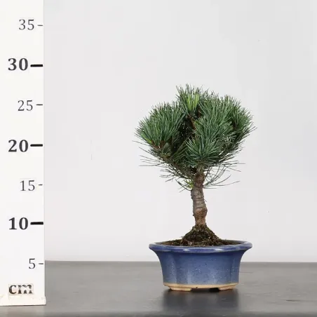 image supplémentaire - JAPANESE WHITE PINE...